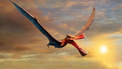Photo of «Un dragón de la vida real»: un pterosaurio de 40 afilados dientes, el más grande encontrado en Australia, resulta ser una especie nueva