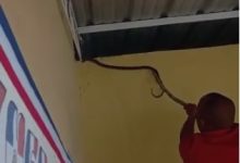 Photo of (VIDEO) Evacuan centro educativo en Gaspar Hernández por presencia de una culebra
