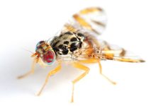Photo of Lo que debes saber de la mosca del Mediterráneo detectada en la zona este del país
